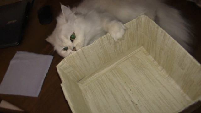 Кошка сходит сума от хлорки смотреть онлайн