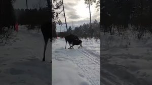 Лось в окрестностях Воскресенска.