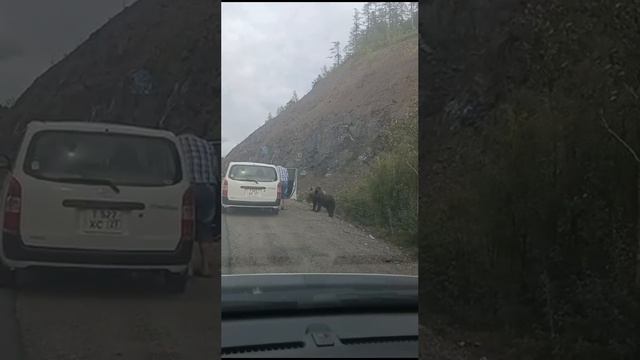 Мужчина решил выйти из машины, чтобы покормить медведя на трассе