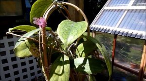 A Visit With Hoya vitellinoides