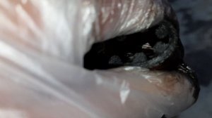 Состояние нижнего ремня ГРМ Форд Мондео 4, 1.8TDCi, 2008 года. ?Меняйте во время!!!