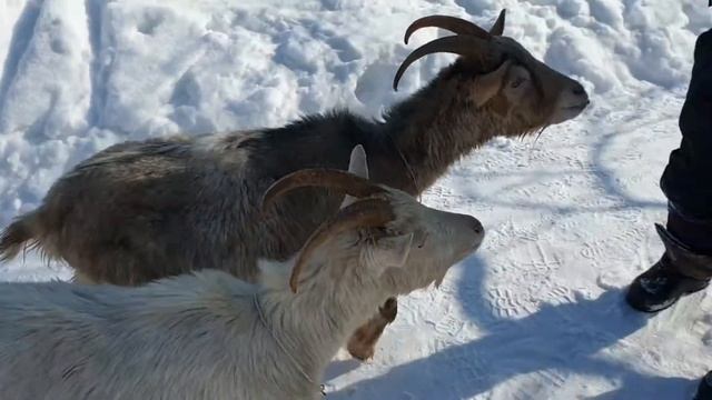 Впервые купили коз/Первый день после покупки козочек/Покрытые козы смотреть онлайн
