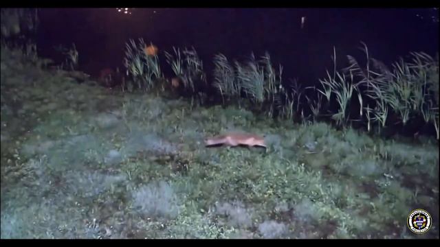 Četrkājains pilsētas viesis. смотреть онлайн