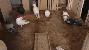 Содержание голубей на балконе ,плюсы и минусы. Почему я перестал держать двухчубых узбекских голубе