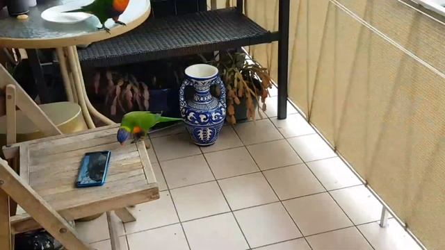 Реакция диких лорикетов на видео Элла Австралия .Смотрят сами себя на мобильном телефоне.Попугаи смотреть онлайн