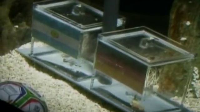 Octopus Predicts World Cup Winners смотреть онлайн