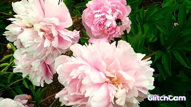 Multilayered Peonies 🌺🌺🌺 Pink Flowers 🌸🌸🌸, Magic Peonomania,пиономания многослойные розовые пионы