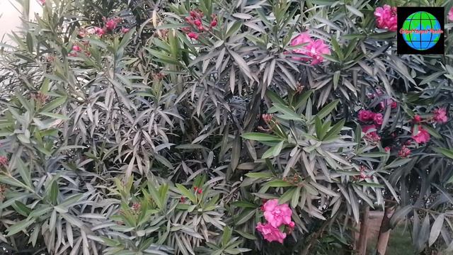 Nithyamaam snehathin Malayalam Christian songs смотреть онлайн