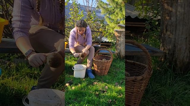 НАША ДЕРЕВНЯ ОСЕНЬЮ / ГРИБЫ В ОКТЯБРЕ / СЕМЬЯ МОЯ