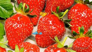 Земляника садовая Верити (fragaria ananassa veriti) ? обзор: как сажать, саженцы земляники Верити