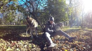 Дрессировка хаски  и маламута. Лайфхак.
