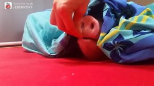 Поросенок ест печенье