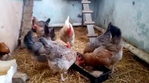 Ленинградская золотисто серая порода кур, ожидания оправдались!!!