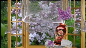 Цветёт сирень «Красавица Москвы».  Роскошный куст сирени к нам рвётся на балкон.  Футаж HD сирень