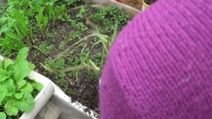Высадка ЛЕМОНГРАССА (Цимбопогон, Lemongrass,Cymbopogon) после перезимовки..mp4