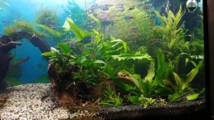 Течение в аквариуме. Продукты для очищения воды. Как это работает