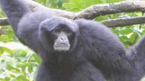 Неизвестные Животные Планеты Земля 107 - Обезьяна Де Луа