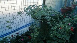 Плектрантус в кашпо. Я такого не ожидала?