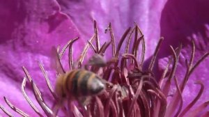 Clematis.....ein Festschmaus für die Biene