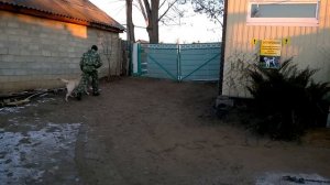 дрессировка лабрадора 11 мес. Лор. нкд