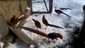 Экзотическая птица. Павлин и фазан.