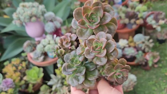 IDENTIFIQUE HOJE SUA SUCULENTA DE SUPERMERCADO смотреть онлайн