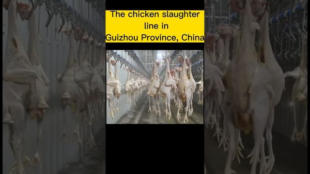 Chicken Slaughter Line in A Slaughterhouse