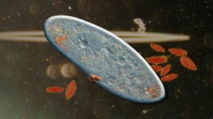 Наглядная биология #4 Инфузория Туфелька (Paramecium Caudatum)