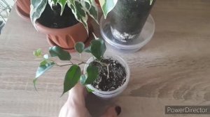 Комнатные цветы?//Обзор моих фикусов?