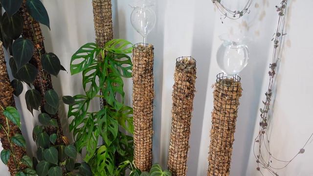 How to Water Sphagnum Moss Poles for Plants! | My UPDATED Watering Routine! смотреть онлайн