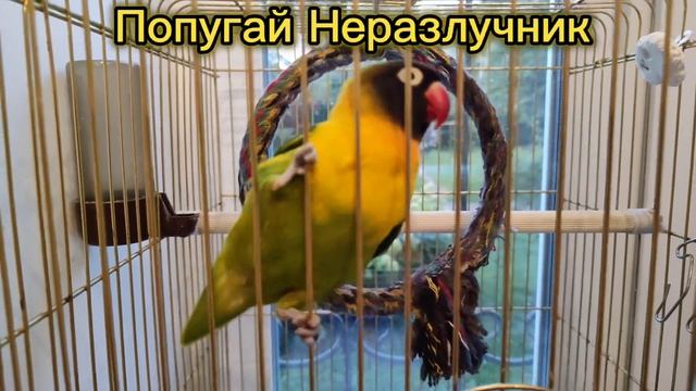 Попугай Неразлучник!!!#попугай #попугайчик #parrot смотреть онлайн
