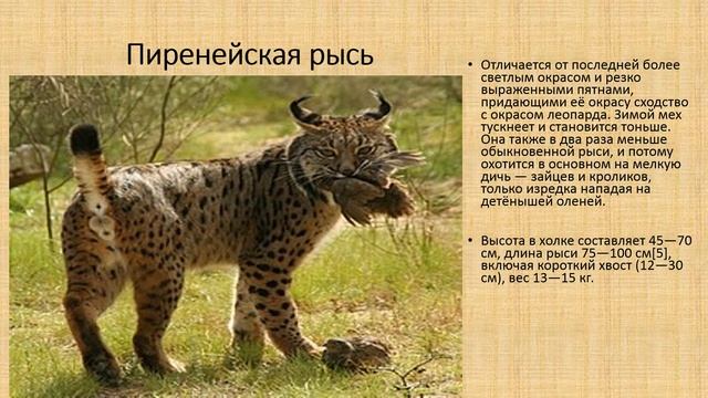Сказка рысь смотреть онлайн