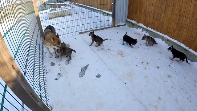 Домашние Волк/особы сами кормят свое потомство ! Уже есть мой любимчик смотреть онлайн