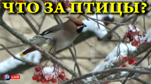 ЧТО ЗА ПТИЦЫ? КТО ЗНАЕТ? WHO KNOWS THE NAME OF THESE BIRDS?