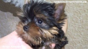 Йоркширский терьер мини