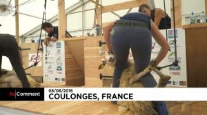 Скоростная стрижка овец