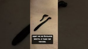 Как ставить пиявок?