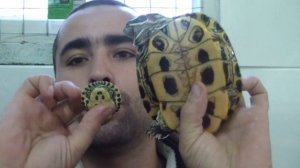 Из рубрики "Мифы и Реальность" Миф 1 - "Черепахи не растут"