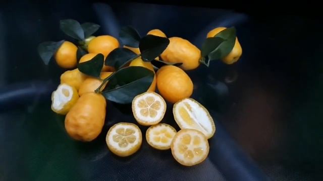 Australian Sunrise Lime
