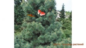 Сосна веймутова Рейнхаус (pinus strobus) ? сосна Рейнхаус обзор: как сажать саженцы сосны Рейнхаус