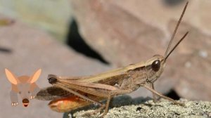 Чем отличаются богомол, кузнечик, саранча, кобылка и сверчок