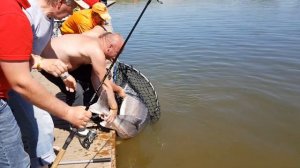 Ещё одна Трофейная белуга , на 90 кг. После вываживания и фото рыба была отпущена.
