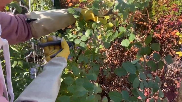 ЧТОБЫ ПЛЕТИСТАЯ РОЗА ЦВЕЛА- ОБРЕЗАЕМ ПРАВИЛЬНО! смотреть онлайн