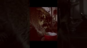 Енот и разрушения дома!