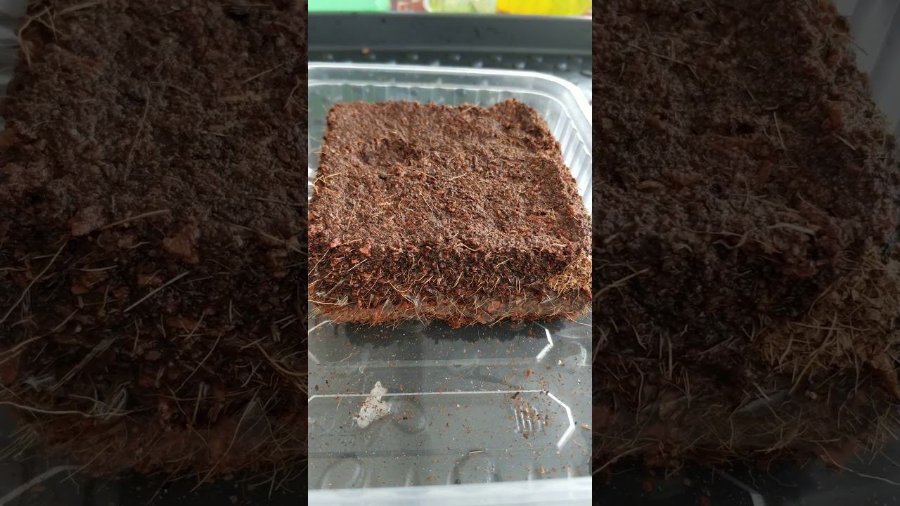 Кокосовый субстрат смотреть онлайн