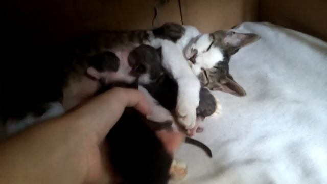 Котятам девон-рекс 8 дней | Как понять что котята сыты смотреть онлайн