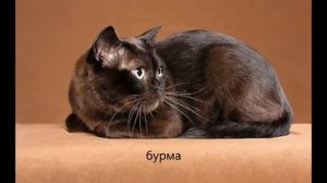 Породы домашних кошек. Самые разные редкие породы кошек