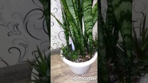 Моя сансевиерия. Щучий хвост, тещин язык. Обзор моих цветов.