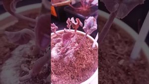 Спасаю свой цикламен. 1 часть.