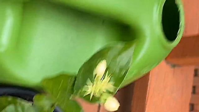 New Grand Duke Jasmine June 28. 2020 смотреть онлайн